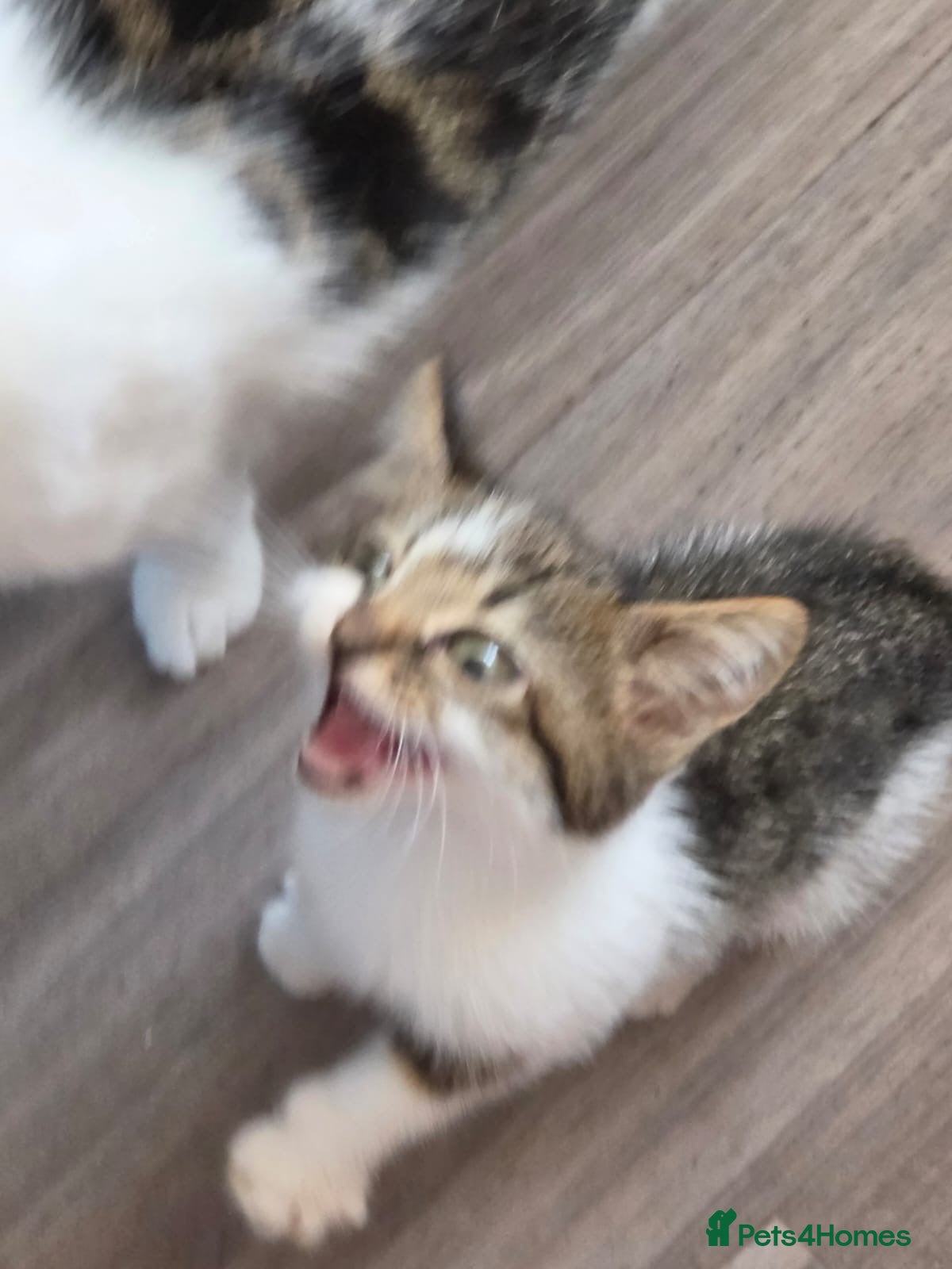 Mixed Breed cats 2 beautiful white & tabby girls - Advert 1