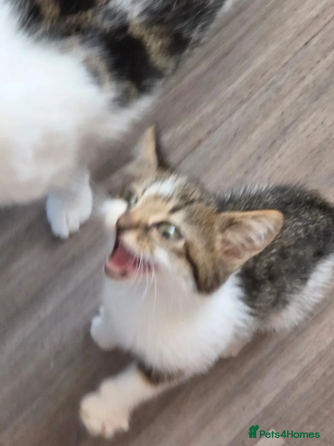 Mixed Breed cats for sale: 2 beautiful white & tabby girls - Advert 1
