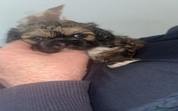 Shihpoo dogs for sale: Beautiful Shihpoo puppies  - Image 6