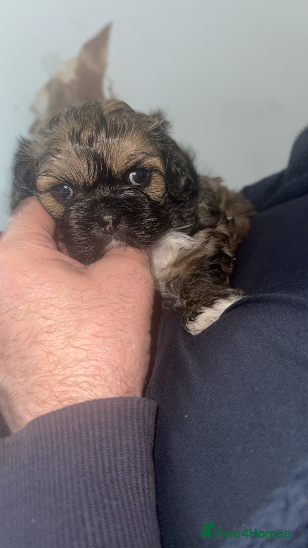 Shihpoo dogs for sale: Beautiful Shihpoo puppies  - Image 6