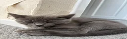 Mixed Breed cats for sale: Blue and Black Bonded Pair Male Kittens - Advert 8