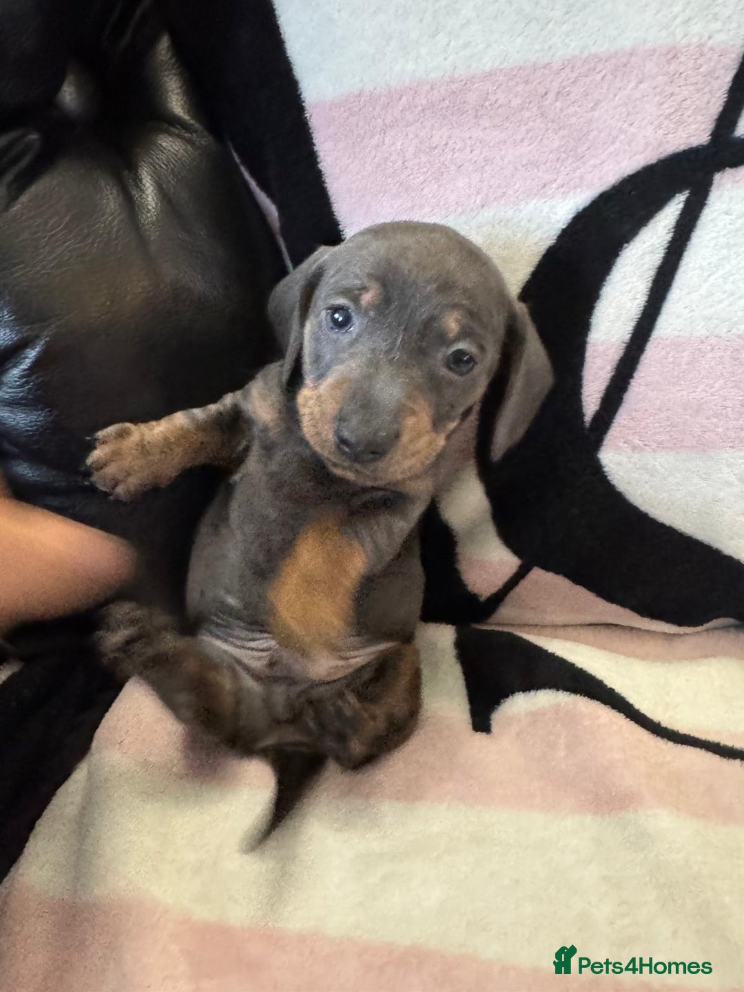 Miniature Dachshund dogs for sale: Miniature dachshund puppies - Advert 12