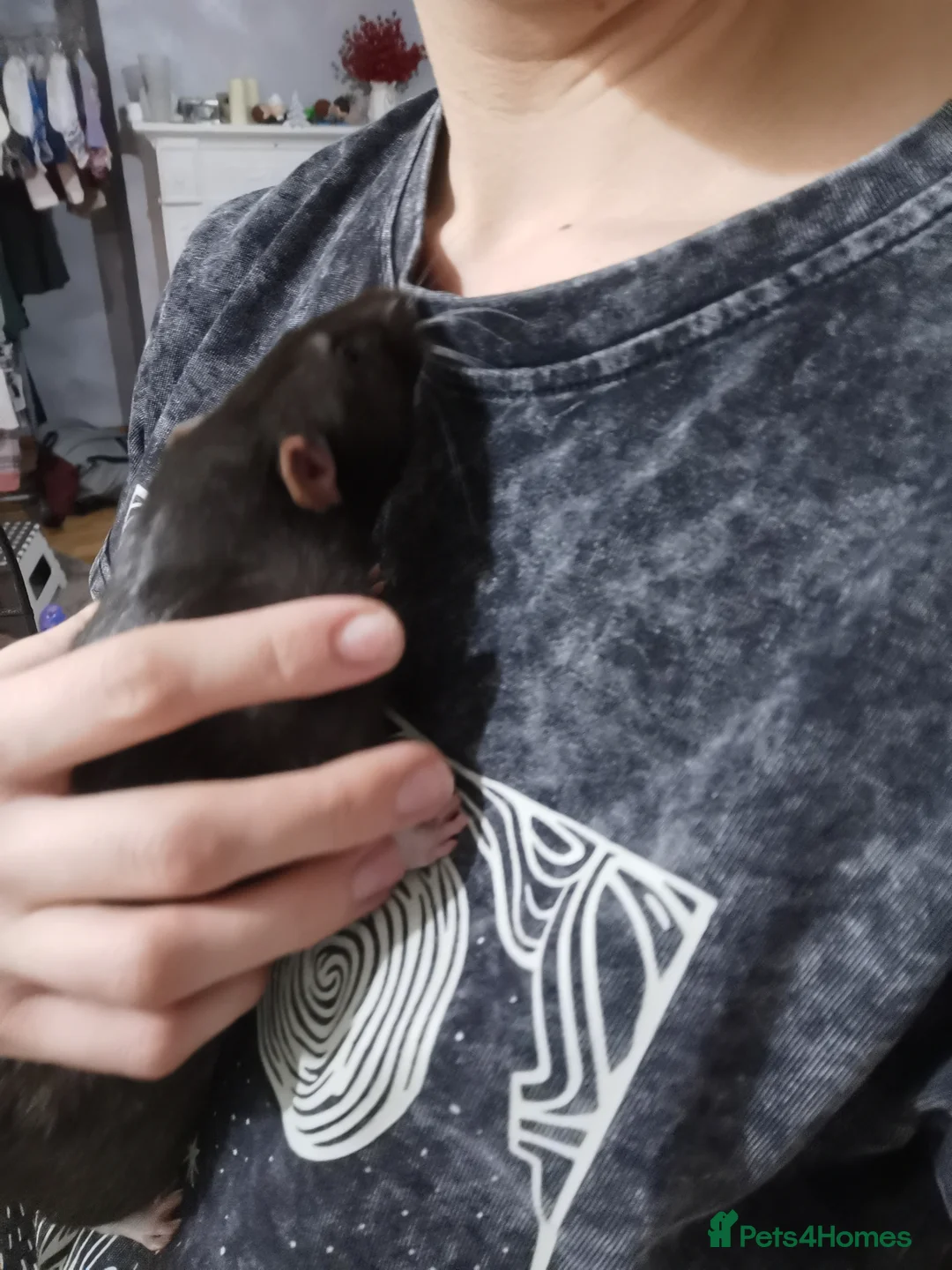 Rat rodents for sale: Free rats male with cage and accessories  - Advert 4