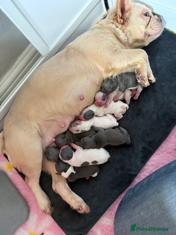 French Bulldog dogs - Advert 1