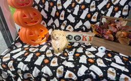 Maltipoo dogs for sale: F1 health tested toy (Asian) maltipoos🩷🩷 - Image 15