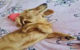 Miniature Dachshund dogs for stud: Beautiful KC Mini Long.H Full Eng. Cream Stud 🤍🐾 - Image 22