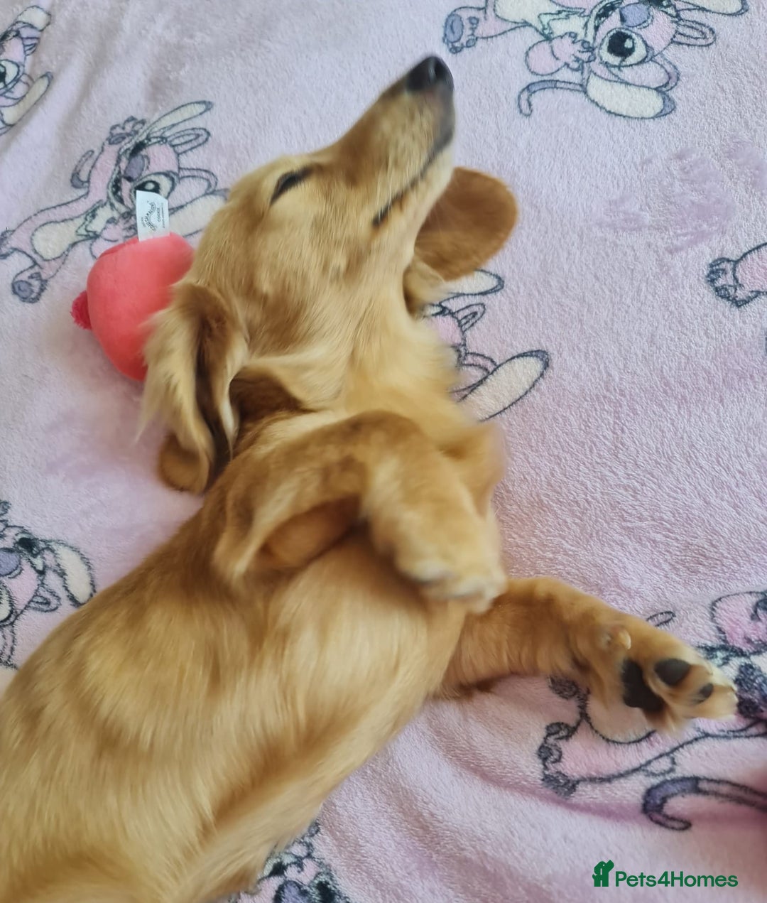 Miniature Dachshund dogs for stud: Beautiful KC Mini Long.H Full Eng. Cream Stud 🤍🐾 - Image 22