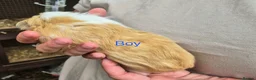 Guinea Pig rodents for sale: Guinea pigs  - Advert 7