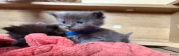 Maine Coon cats for sale: Maine Coon kittens  - Advert 2