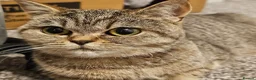 British Shorthair cats for sale: Active, gccf and tica registeted queen - Advert 2