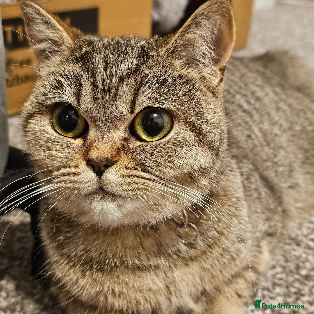 British Shorthair cats for sale: Active, gccf and tica registeted queen - Advert 2