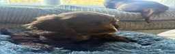 Cocker Spaniel dogs for sale: 100%show cocker spaniel kc reg   - Advert 18