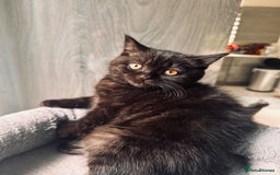 British Shorthair cats for sale: Take me home🏡, I need a loving family🙏❤️🥰🐈‍⬛ - Image 11