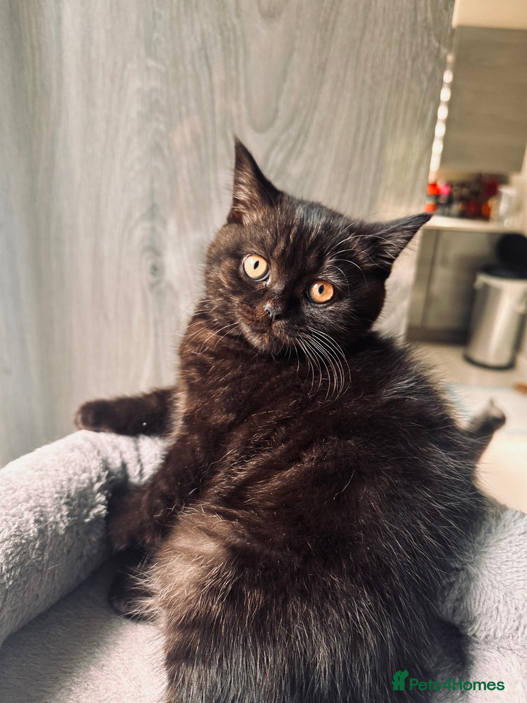 British Shorthair cats for sale: Take me home🏡, I need a loving family🙏❤️🥰🐈‍⬛ - Image 11