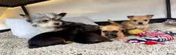Mixed Breed dogs for sale: Jack Russell Cross Chorkie Puppies - Advert 13