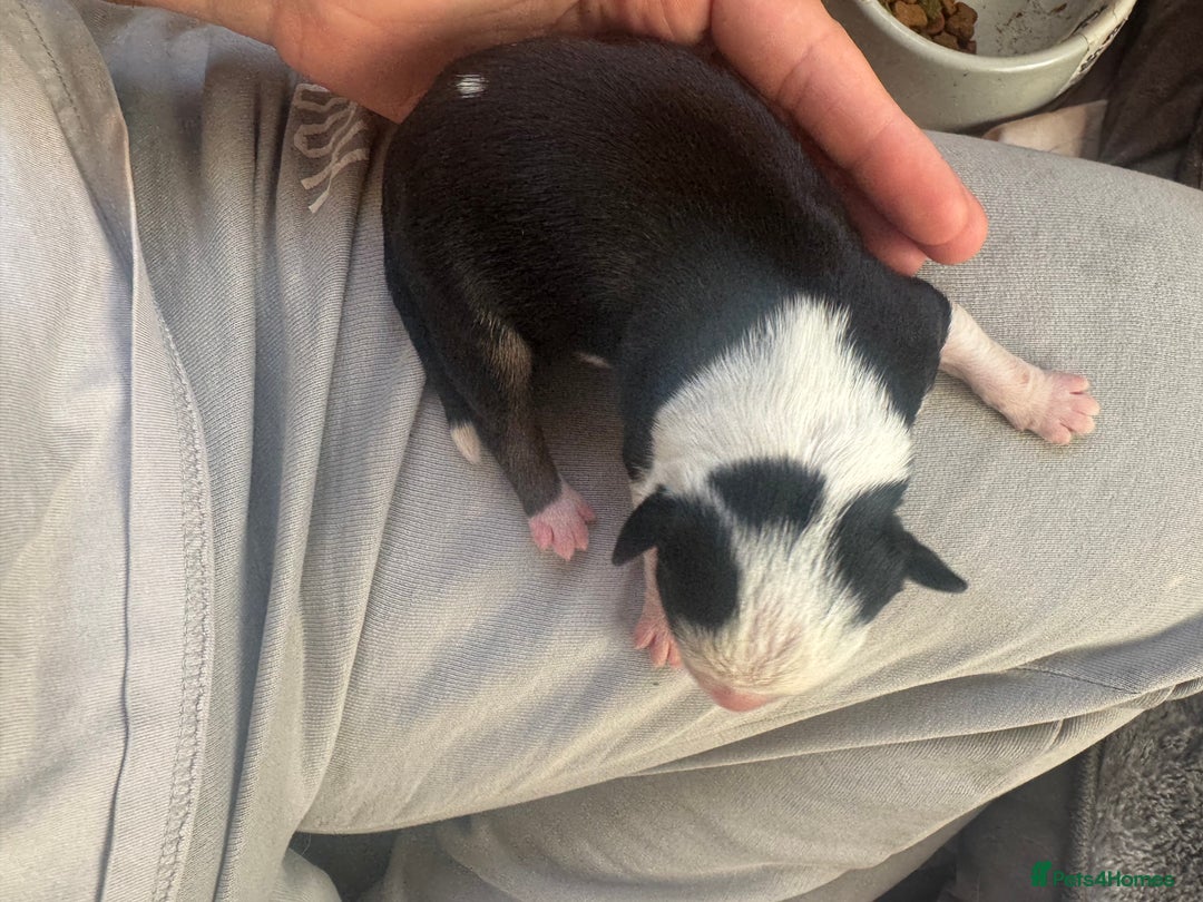 Mixed Breed dogs for sale: Pups for sale  - Image 16