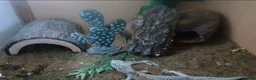 Gecko reptiles for sale: 2 male geckos with 1 setup  in Bridgend - Advert 2