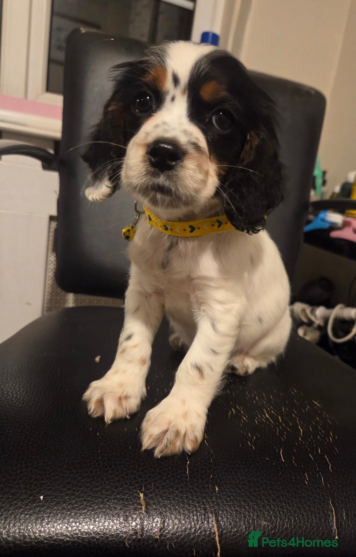 Cocker Spaniel dogs Tri/roan and tan Kc/health tested boys   - Advert 2