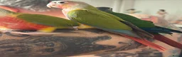 Conures birds for sale: Baby hand reared conures  - Advert 3