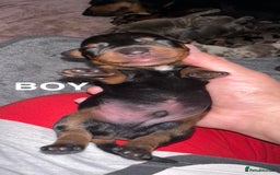 Miniature Dachshund dogs for sale: Miniature Dachshunds  - Image 7