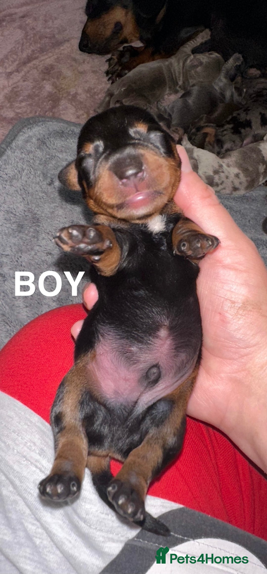 Miniature Dachshund dogs for sale: Miniature Dachshunds  - Image 7