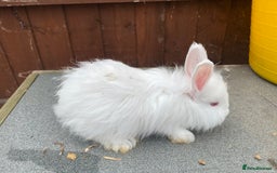 Angora rabbits for sale: Baby angoras  - Image 4