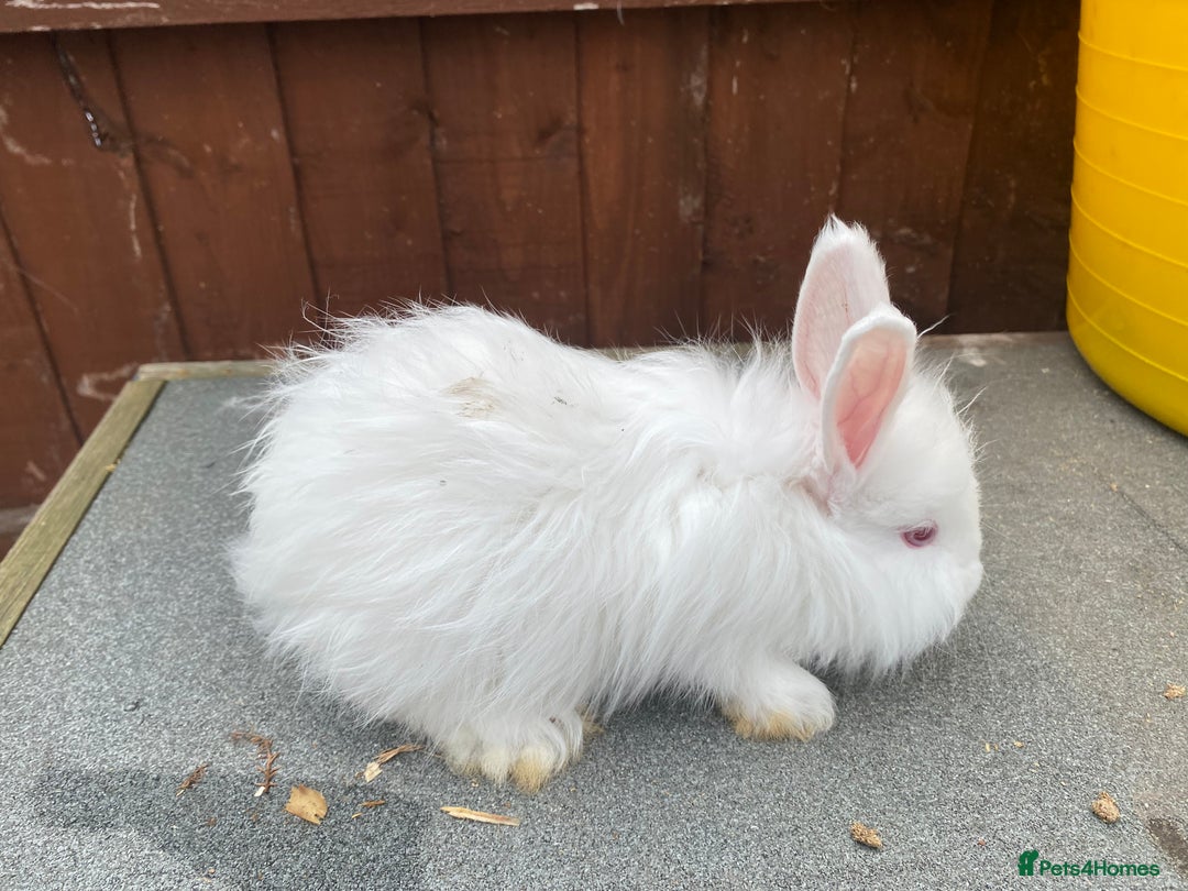 Angora rabbits for sale: Baby angoras  - Image 4