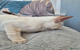 Snowshoe cats for sale:  pedigree Tica reg  snowshoes  READY NOW - Image 26