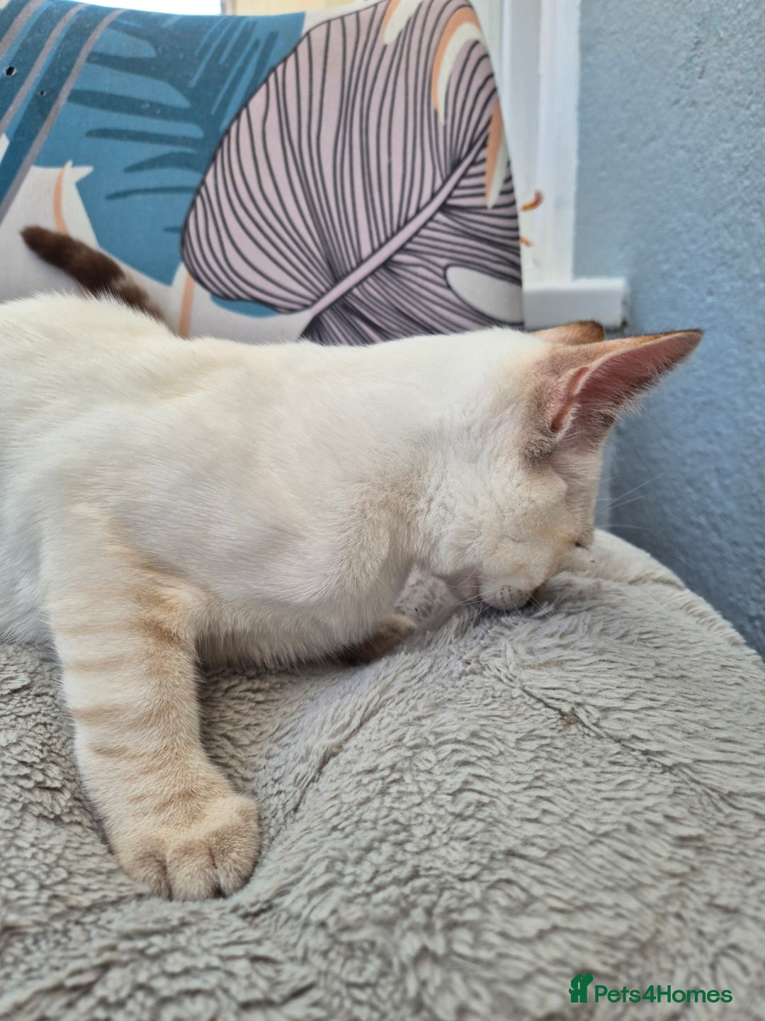 Snowshoe cats for sale:  pedigree Tica reg  snowshoes  READY NOW - Image 26