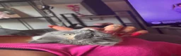 British Shorthair cats for sale: 2 loving girl kittens in Andover - Advert 7