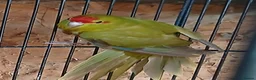 Parakeets birds for sale: Kakariki hen Cinnamon kakariki girl  - Advert 4