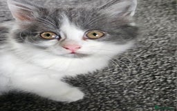 British Longhair cats for sale: Tabby mix kittens - Image 9