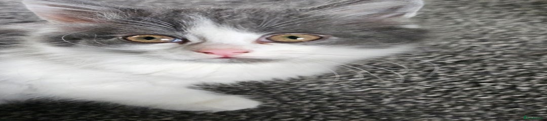 British Longhair Kitten 1