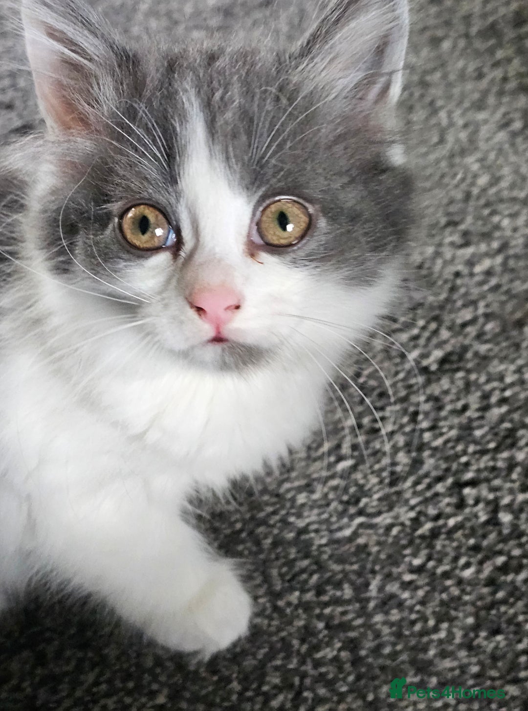 British Longhair cats for sale: Tabby mix kittens - Image 9