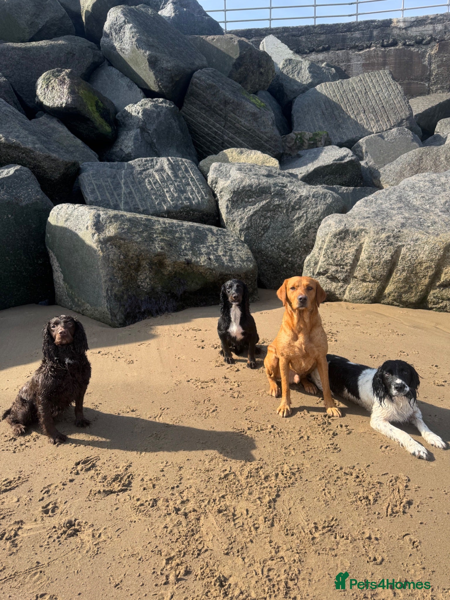 Cocker Spaniel dogs Exceptional working line KC Cocker spaniel pups - Advert 2