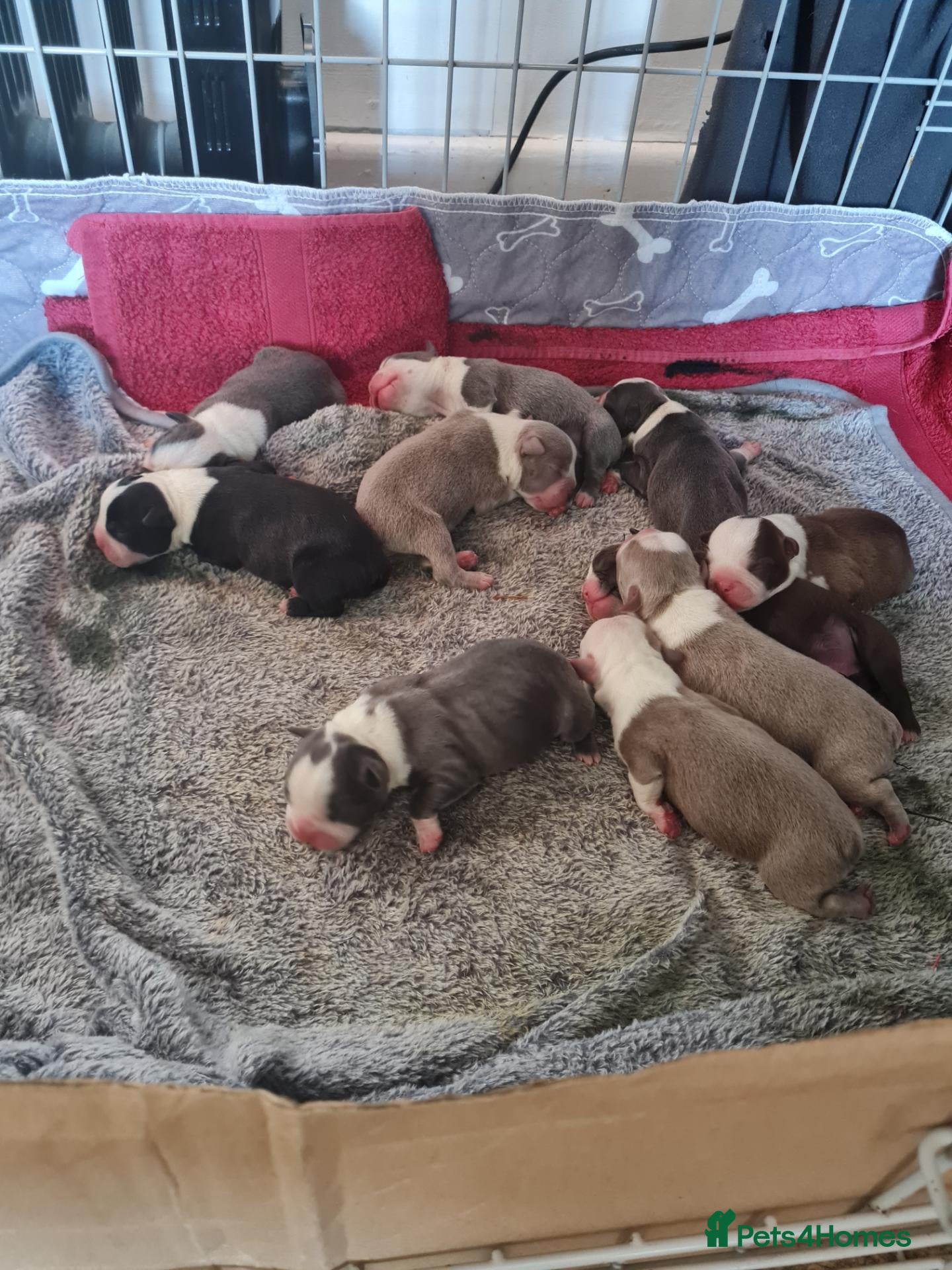 Boston Terrier dogs KC registered Boston Terrier Puppies  - Advert 5