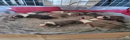 Boston Terrier dogs for sale: KC registered Boston Terrier Puppies  in Swanage - Advert 1