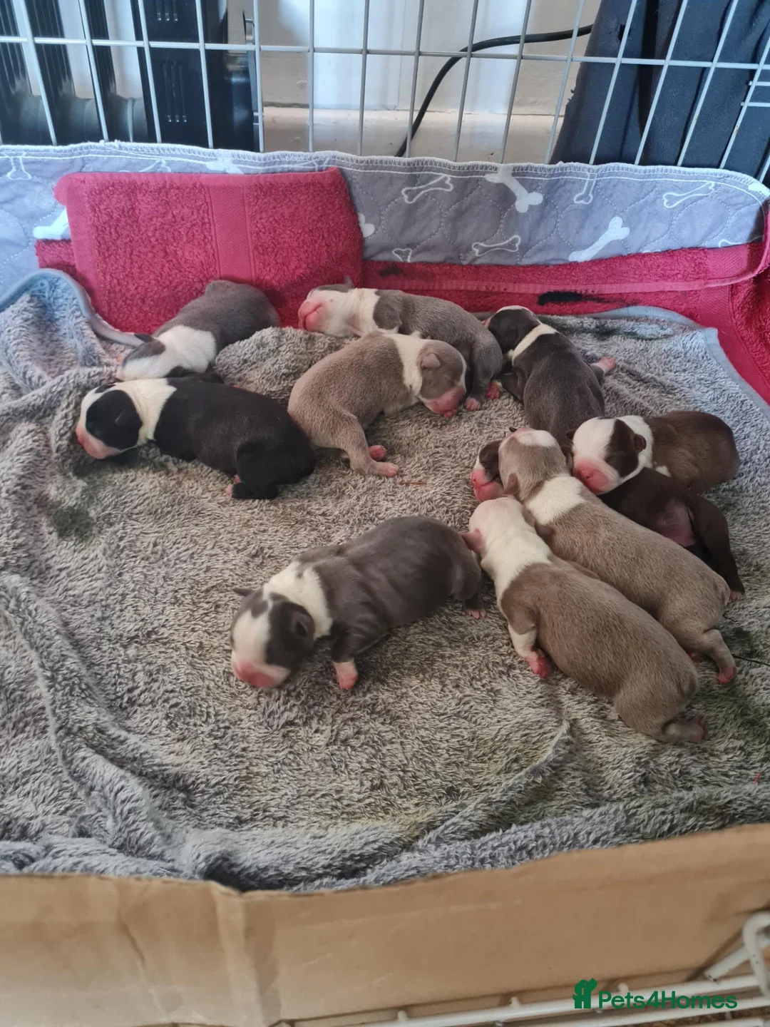 Boston Terrier dogs for sale: KC registered Boston Terrier Puppies  in Swanage - Advert 1