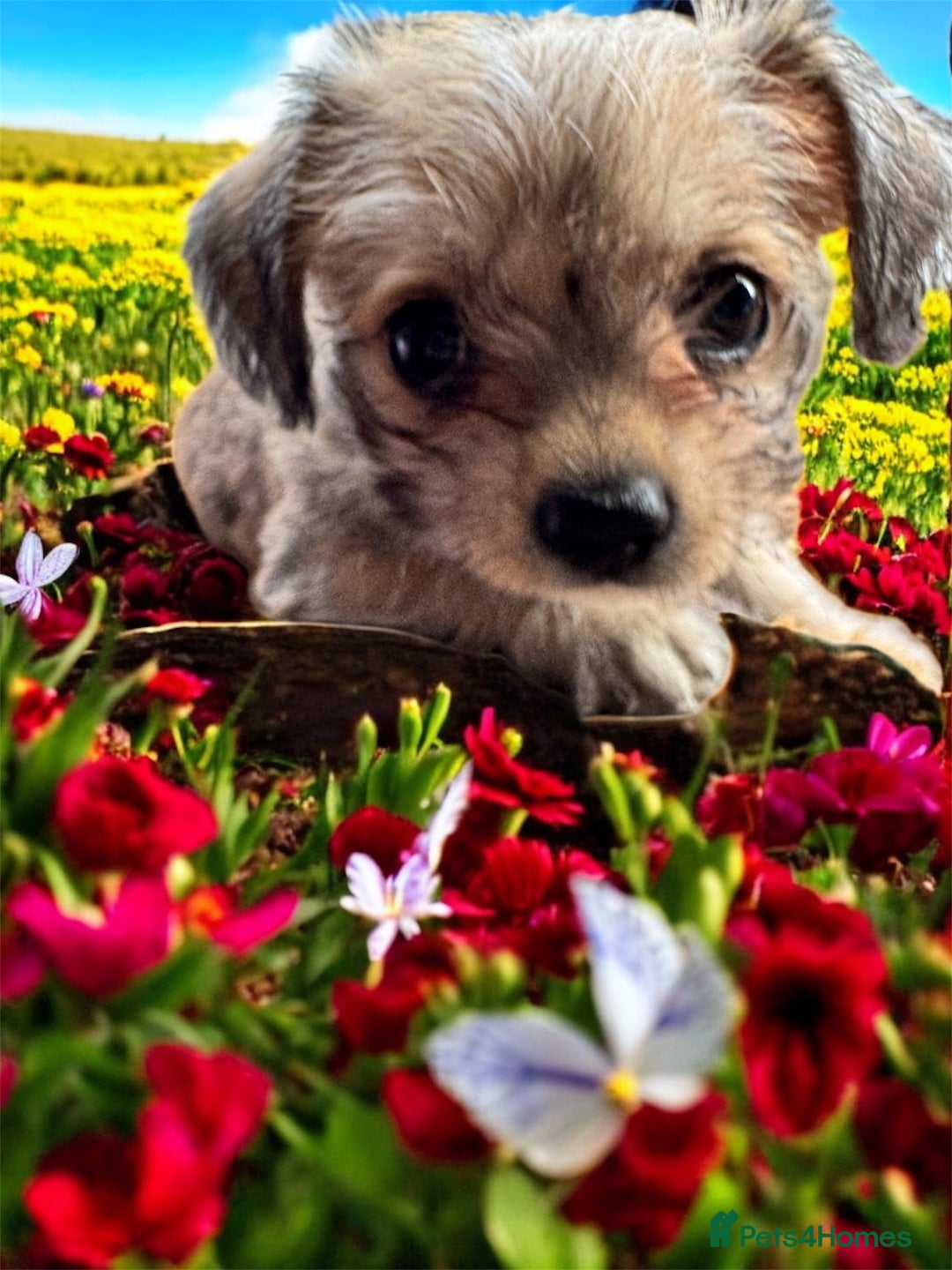 Mixed Breed dogs for sale:  Bichon x chihuahua ready now £800 - Image 3