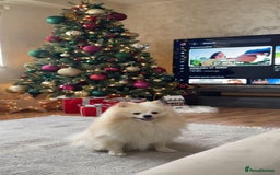Pomeranian dogs for sale: Loui (Boy) - Advert 1