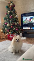 Pomeranian dogs Loui (Boy) - Advert 2