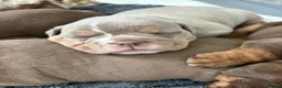 Olde English Bulldogge dogs for sale: 9 beautiful olde English bulldogge  - Advert 10
