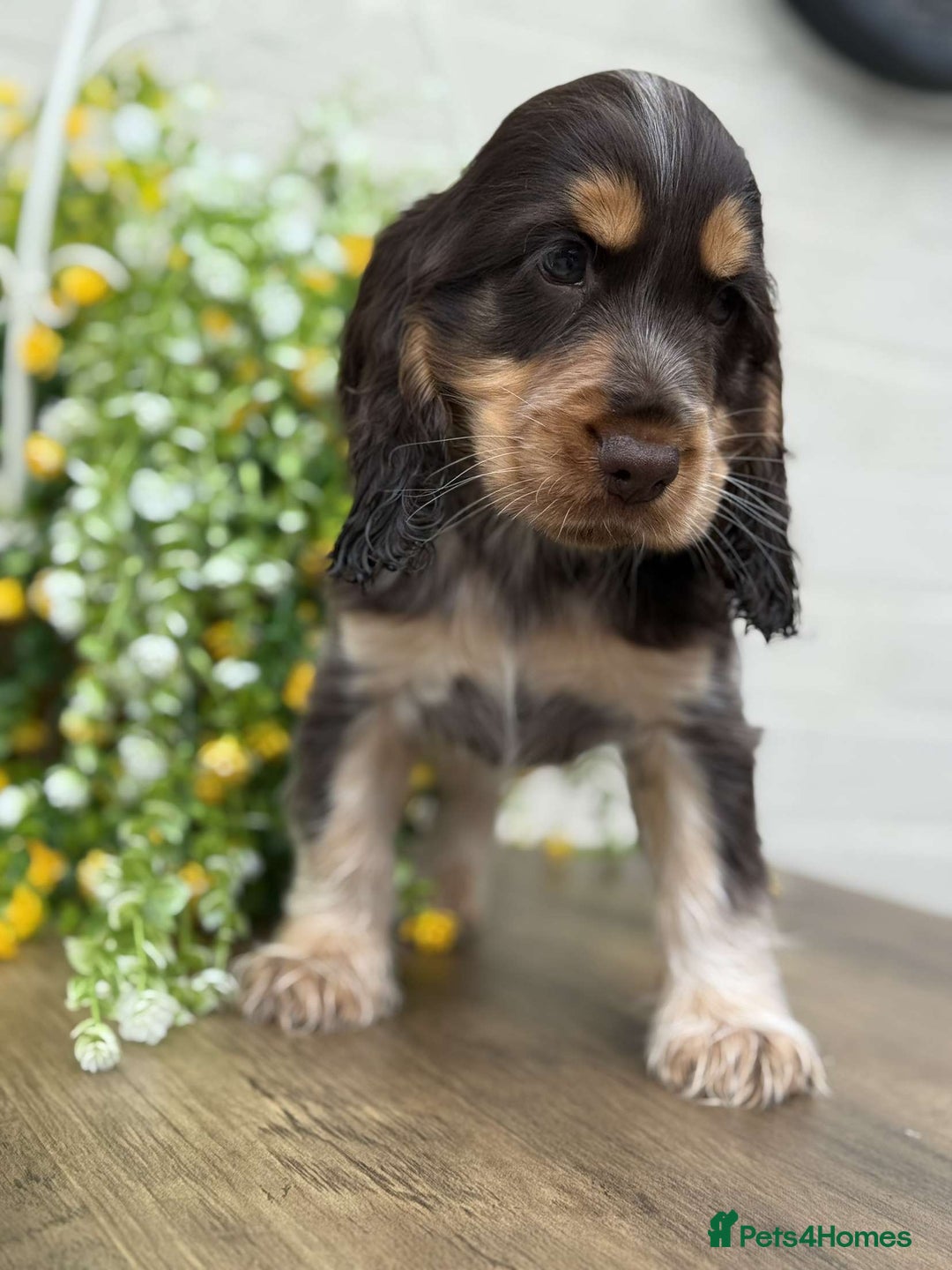 Cocker Spaniel dogs for sale: Showtype cocker spaniels  - Image 8