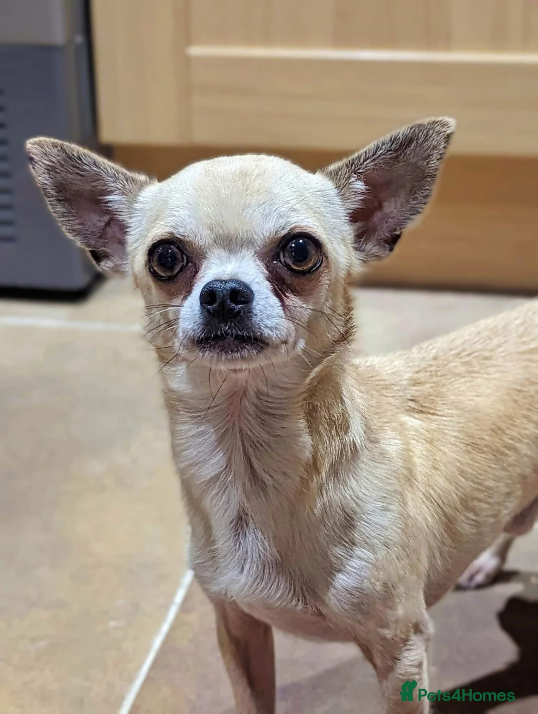 Chihuahua dogs for stud: Ronnie the Stud! in Leeds - Advert 4