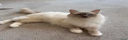 Ragdoll cats for sale: Rare Lilac Grand Champion Excellent Pedigree  - Advert 12