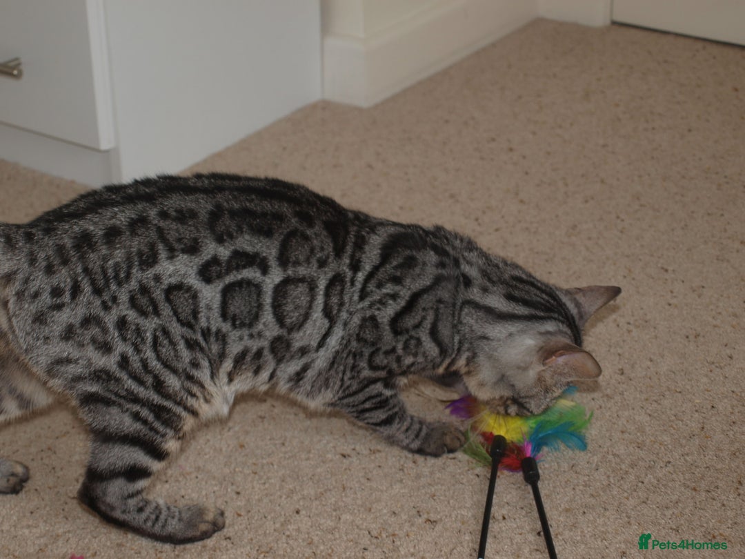 Bengal cats for sale: Stunning Silver Rosetted Bengal - Advert 6