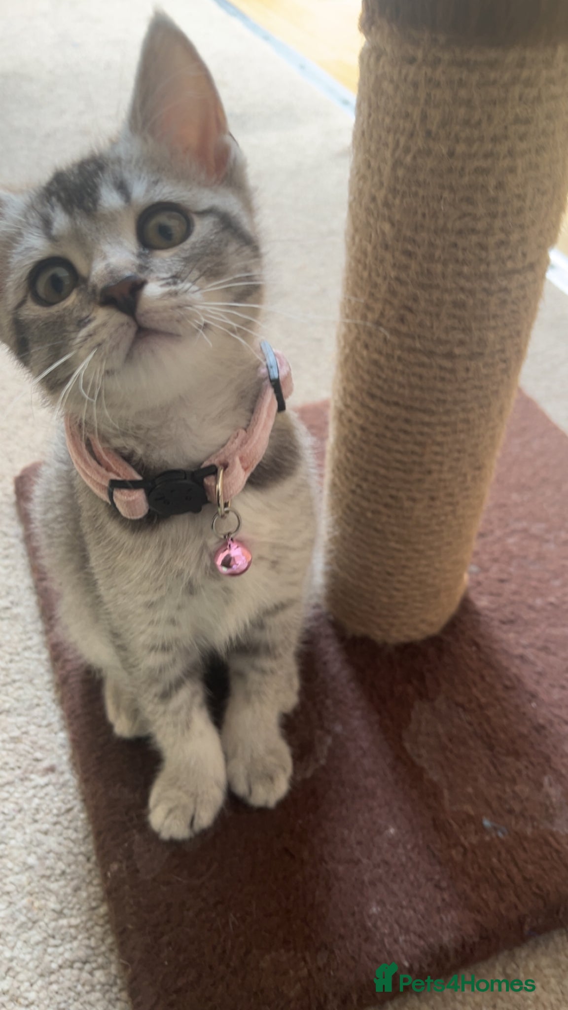 Mixed Breed cats Ragdoll X British Short Hair - Advert 7
