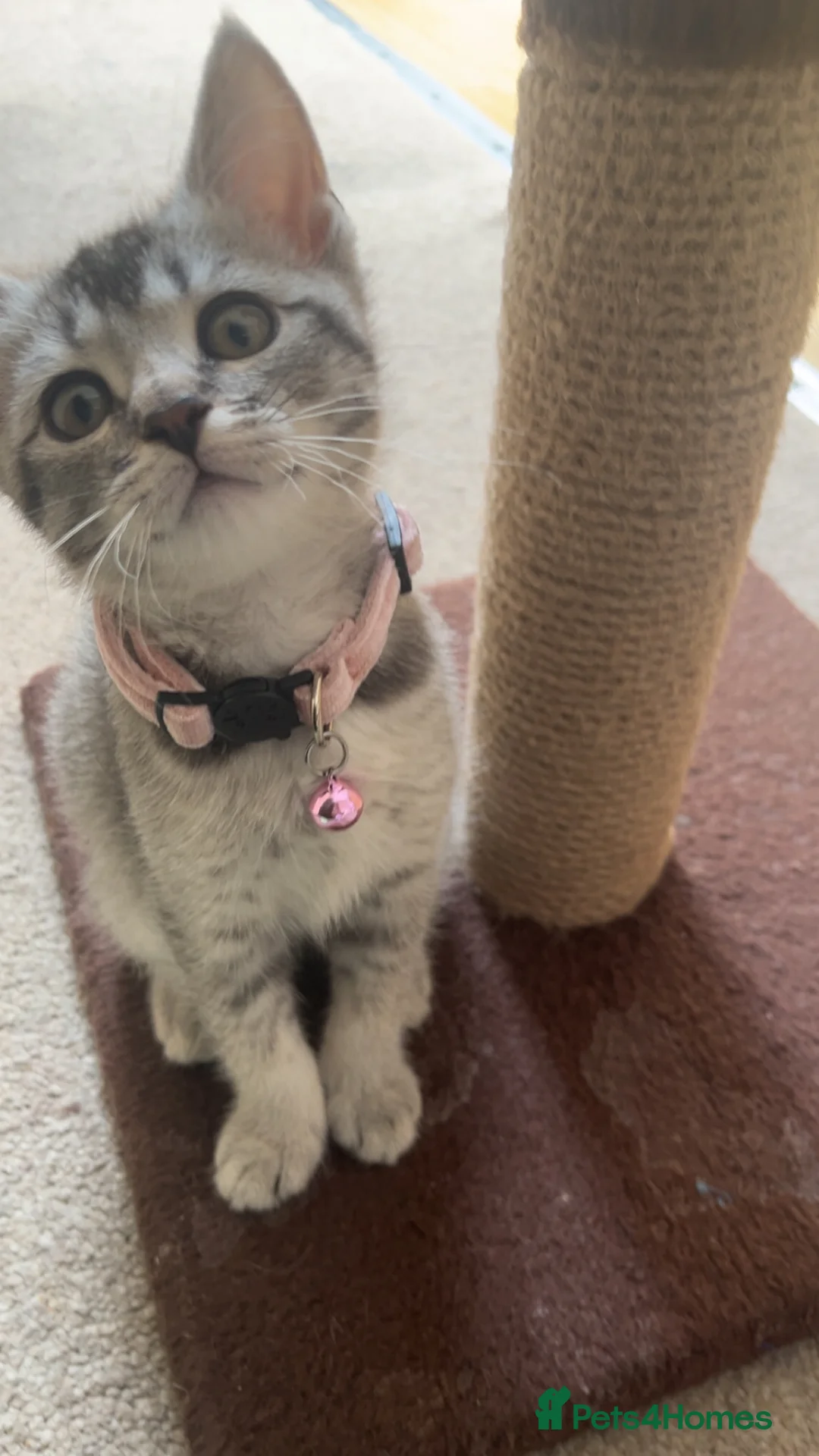 Mixed Breed cats for sale: Ragdoll X British Short Hair - Advert 1