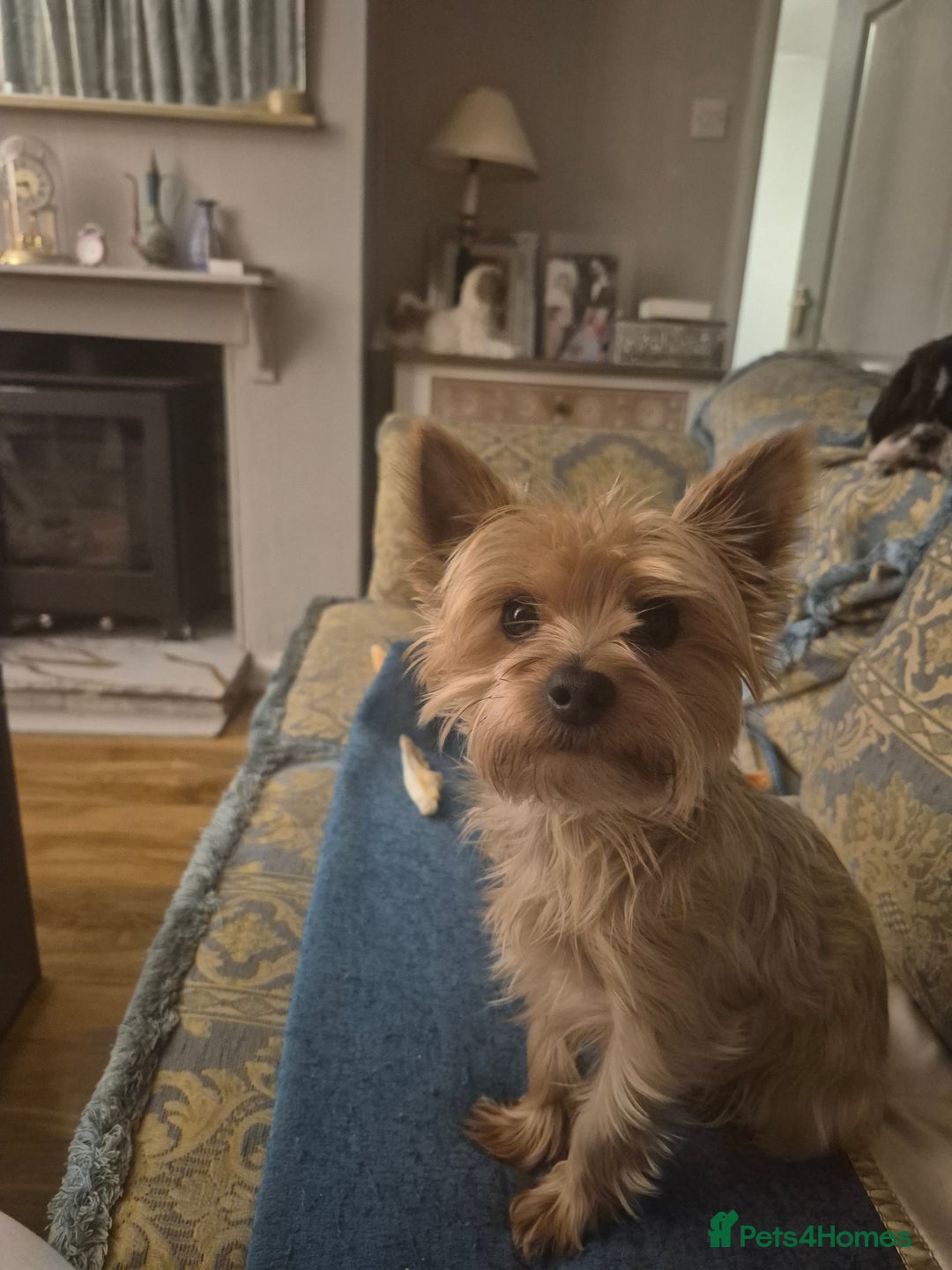Yorkshire Terrier dogs for stud: Yorkshire terrier. - Advert 2