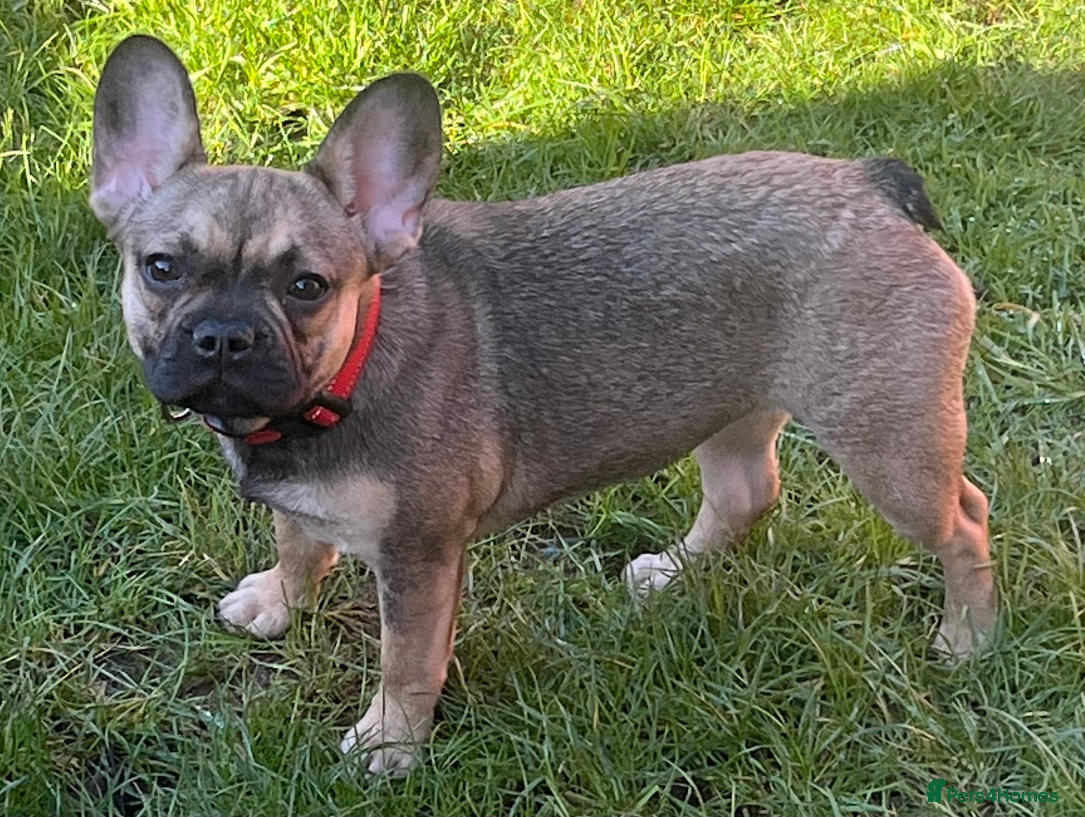 French Bulldog dogs Beautiful female  - Advert 1